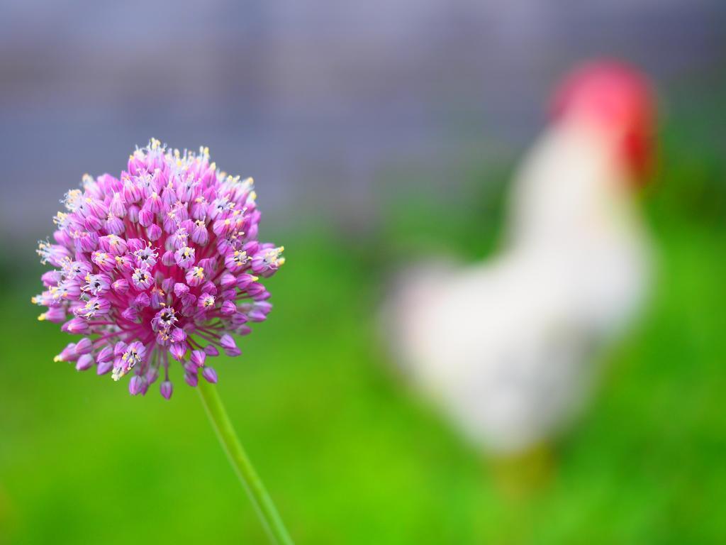 مبيت وإفطار بونتريمولي Il Giardino Di Rosmarino المظهر الخارجي الصورة